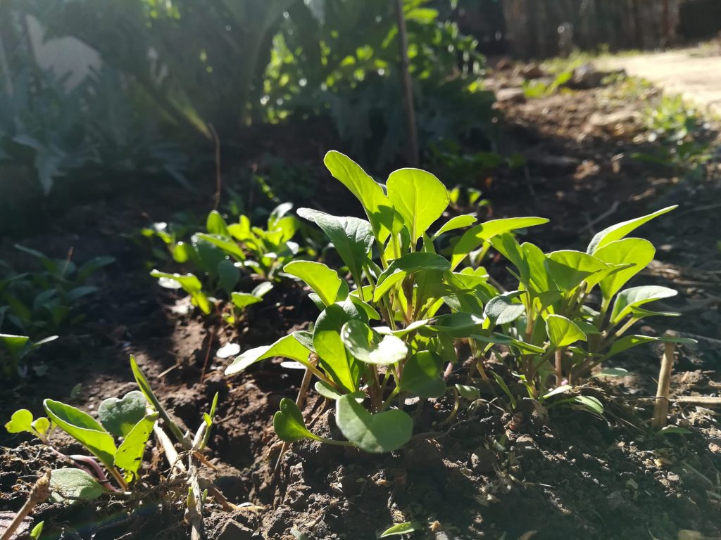 rucula fresca creciendo en mi jardin 